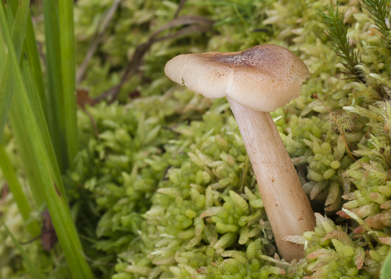 Armillaria ectypa